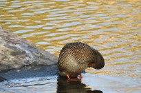 IMG_3109
