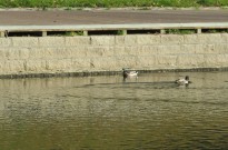 IMG_3110