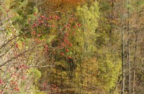 IMG_2940
