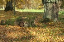 IMG_2946