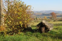 IMG_2971