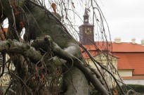 IMG_3650